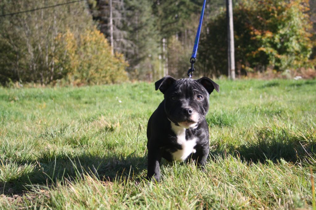 du Pirasset - Chiot disponible  - Staffordshire Bull Terrier