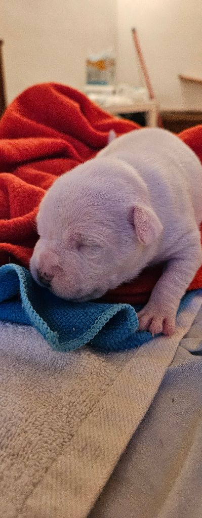 du Pirasset - Chiot disponible  - Staffordshire Bull Terrier