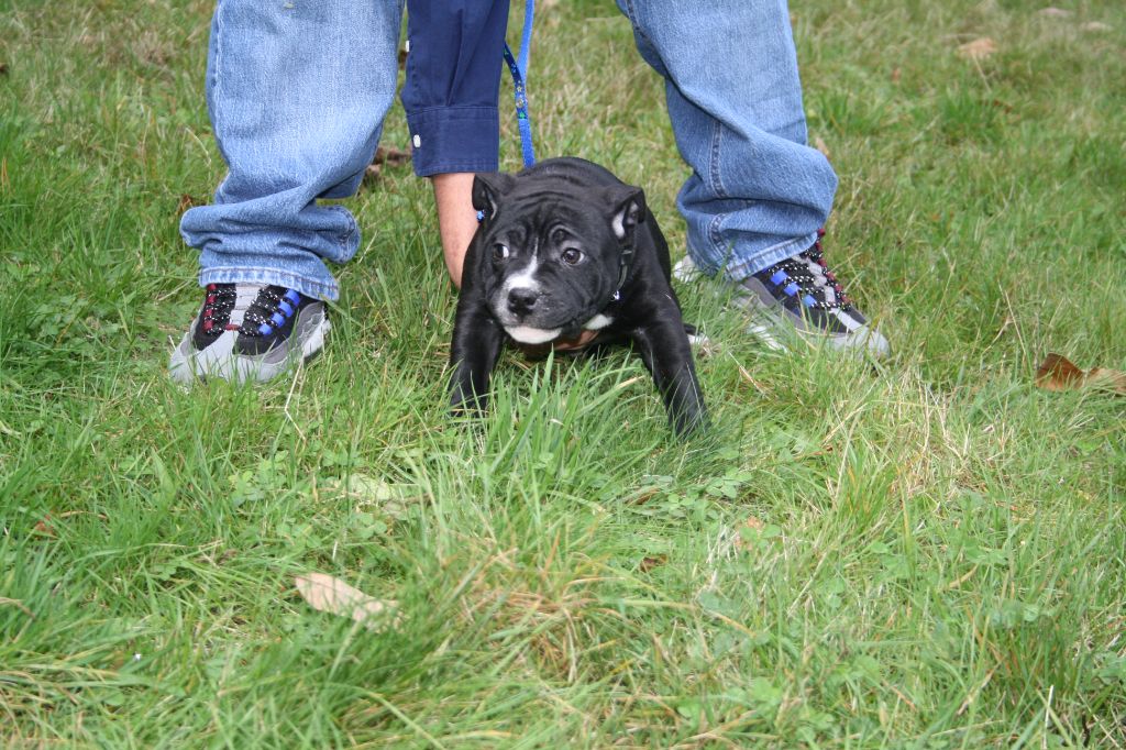 du Pirasset - Chiot disponible  - Staffordshire Bull Terrier