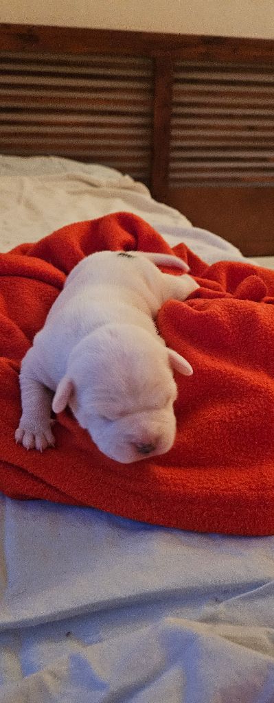 du Pirasset - Chiot disponible  - Staffordshire Bull Terrier