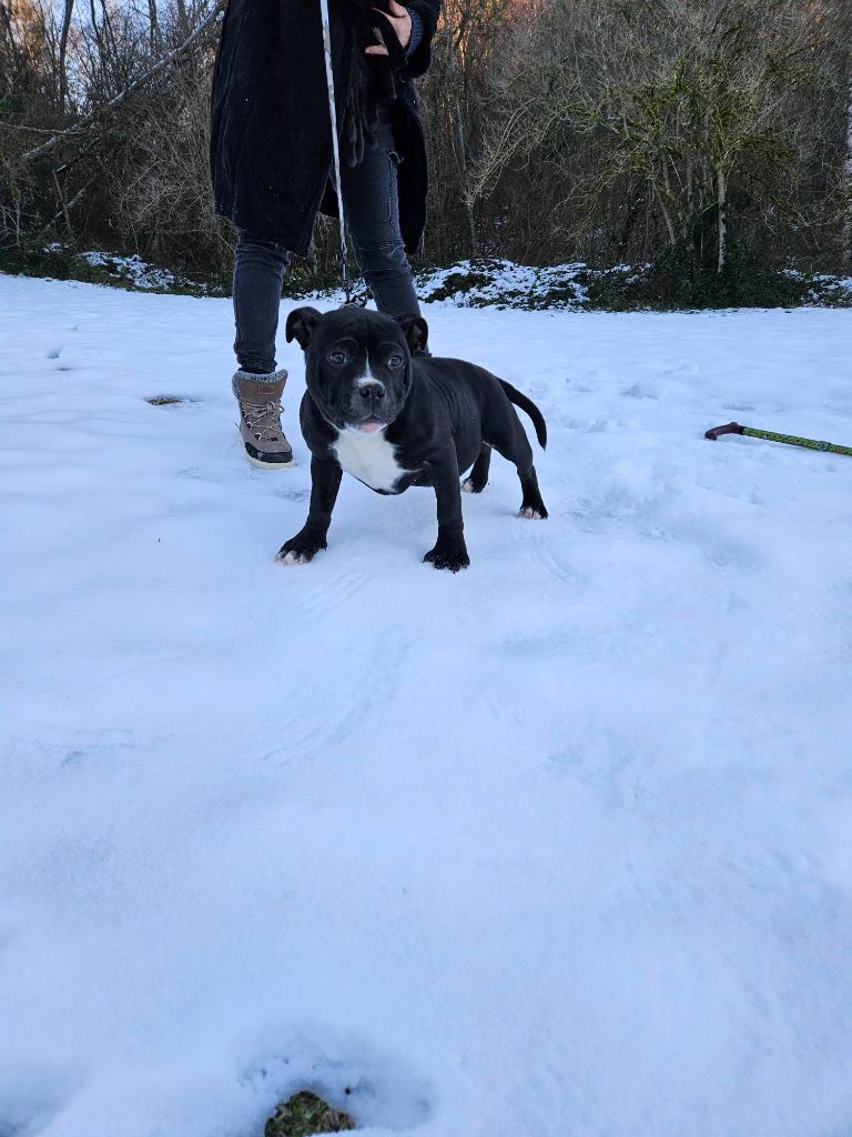du Pirasset - Chiots disponibles - Staffordshire Bull Terrier