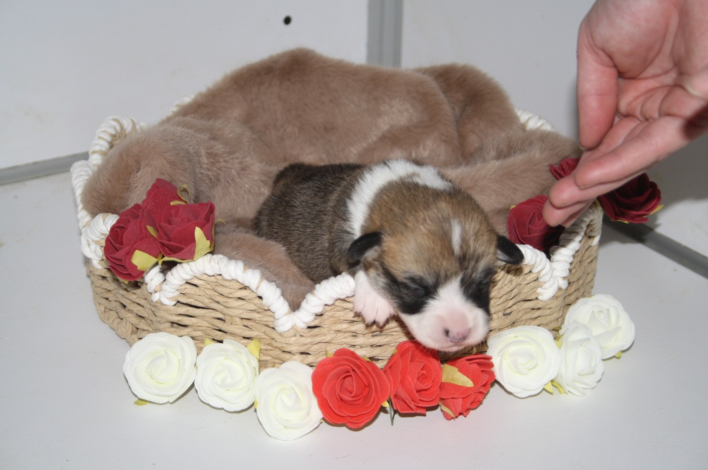 du Pirasset - Chiots disponibles - Welsh Corgi Pembroke