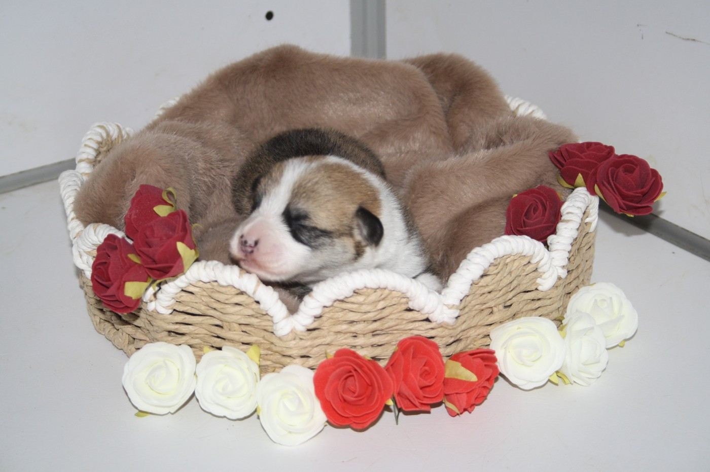 du Pirasset - Chiots disponibles - Welsh Corgi Pembroke