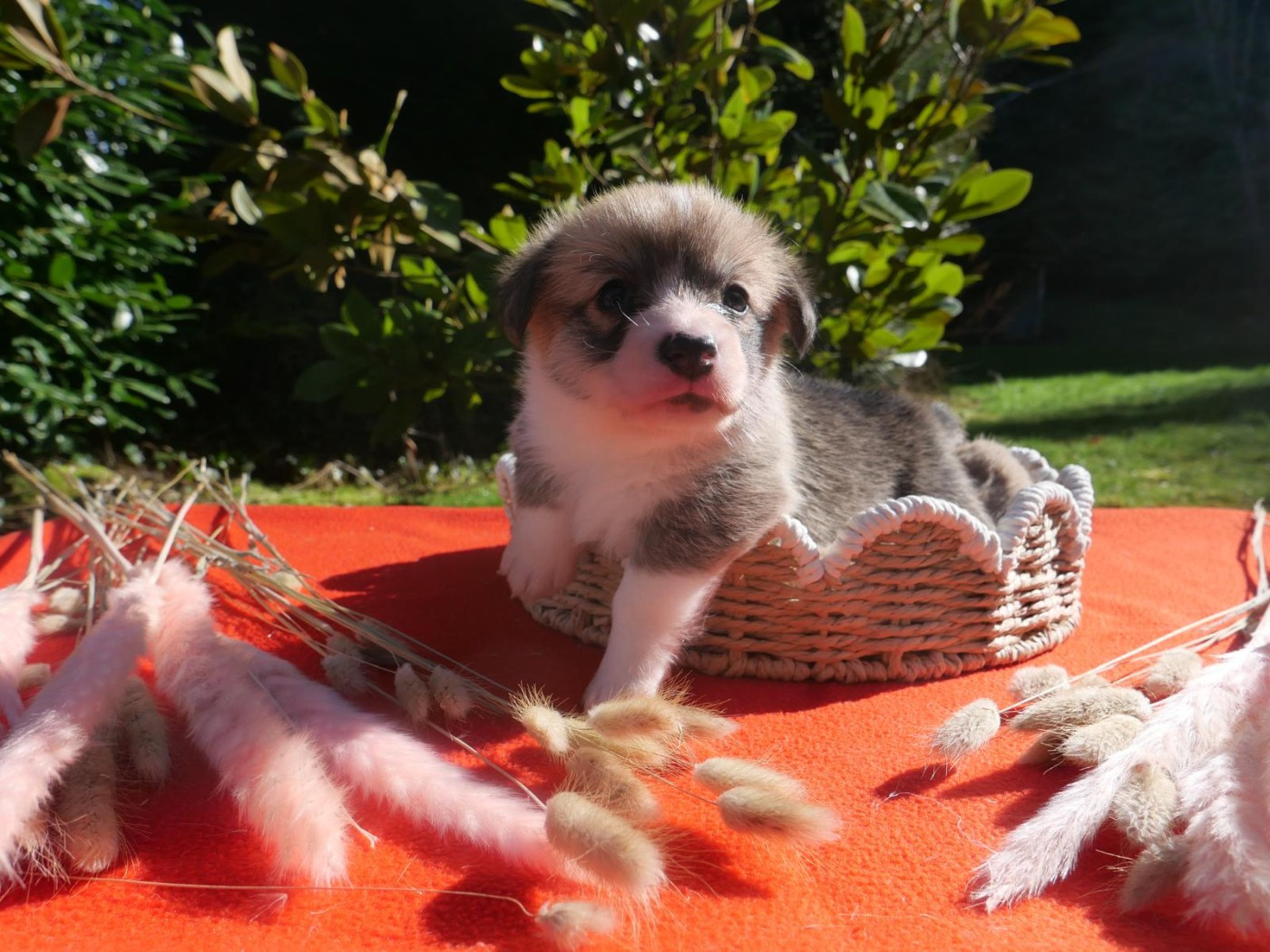 du Pirasset - Welsh Corgi Pembroke - Portée née le 25/01/2026