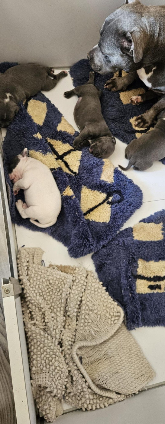Chiot Staffordshire Bull Terrier du Pirasset
