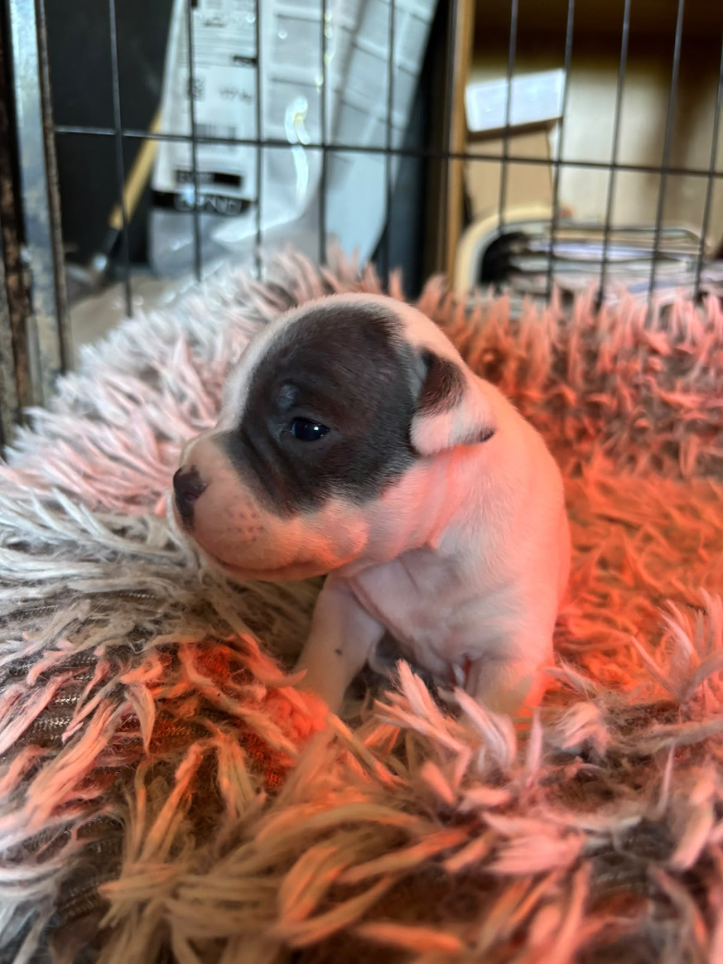 du Pirasset - Chiots disponibles - Staffordshire Bull Terrier