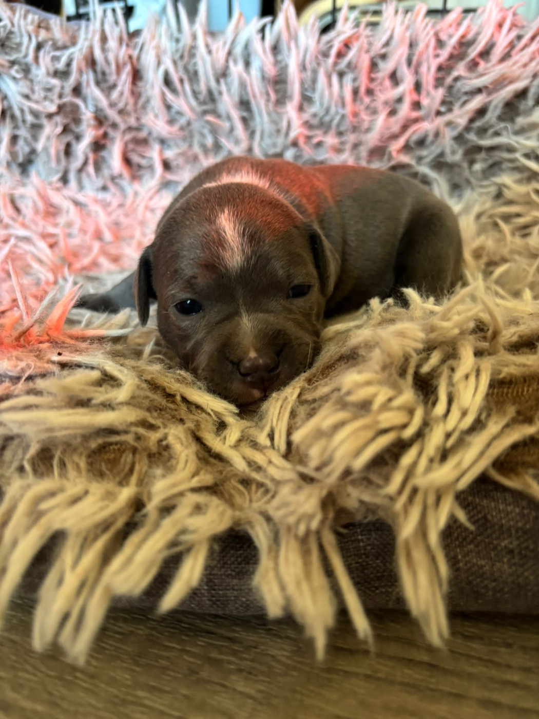 du Pirasset - Chiots disponibles - Staffordshire Bull Terrier