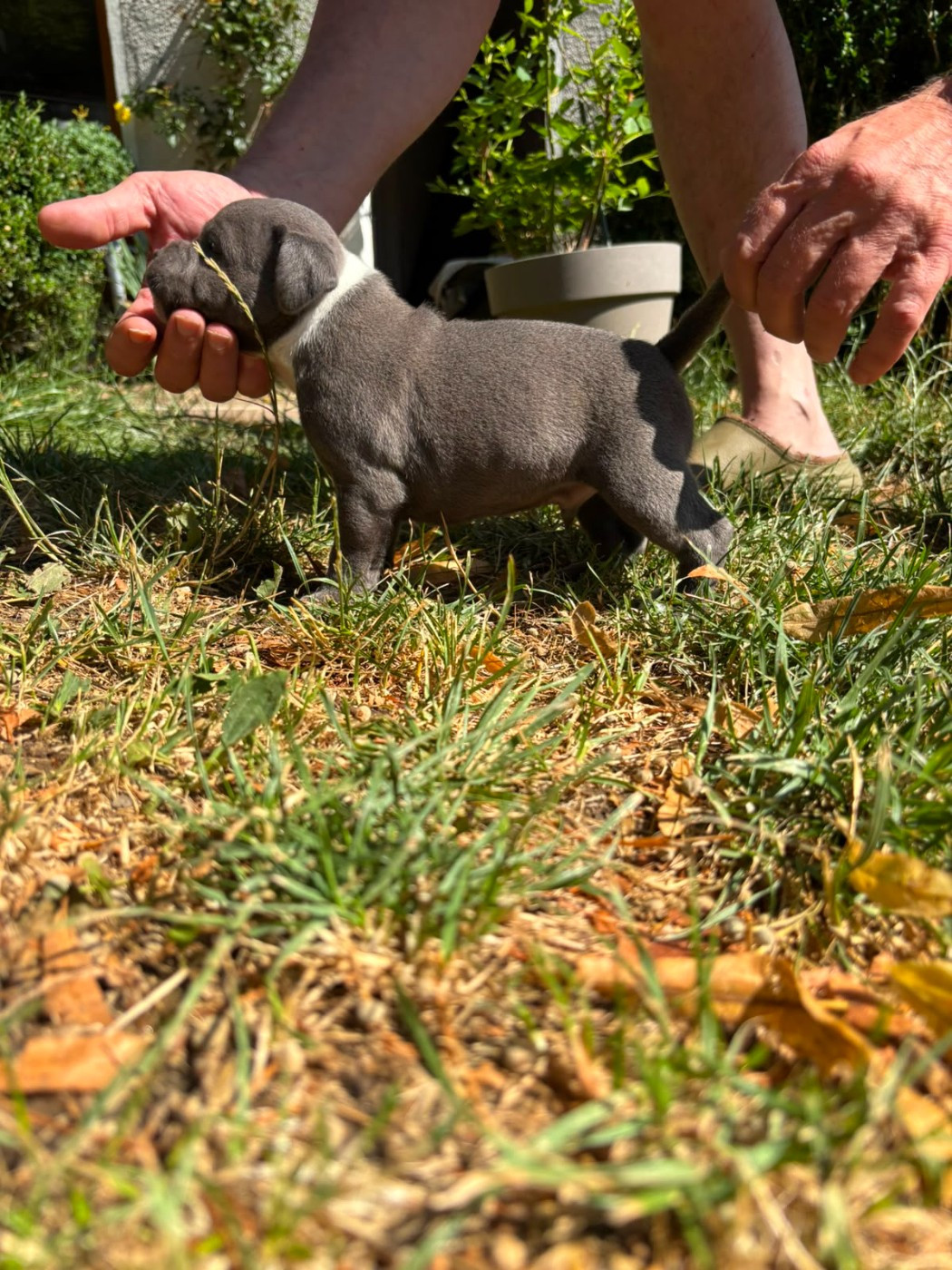 du Pirasset - Chiots disponibles - Staffordshire Bull Terrier