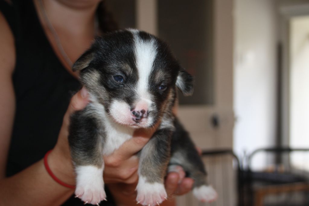 du Pirasset - Chiots disponibles - Welsh Corgi Pembroke