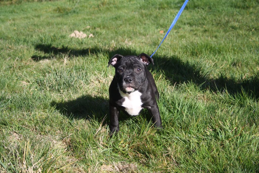 du Pirasset - Staffordshire Bull Terrier - Portée née le 04/08/2024