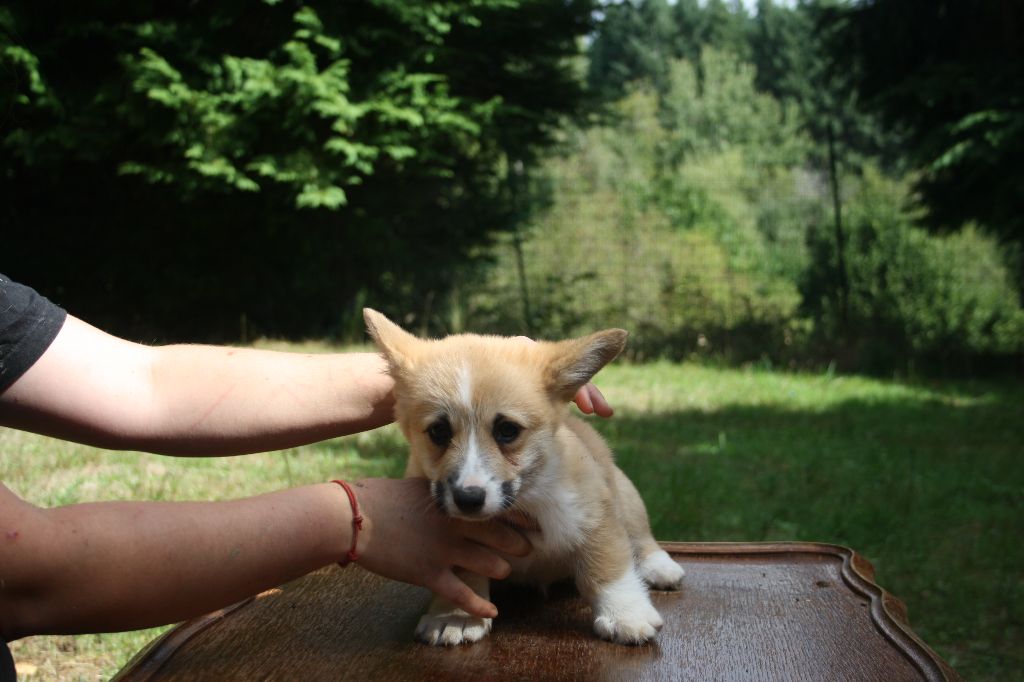 du Pirasset - Chiots disponibles - Welsh Corgi Pembroke