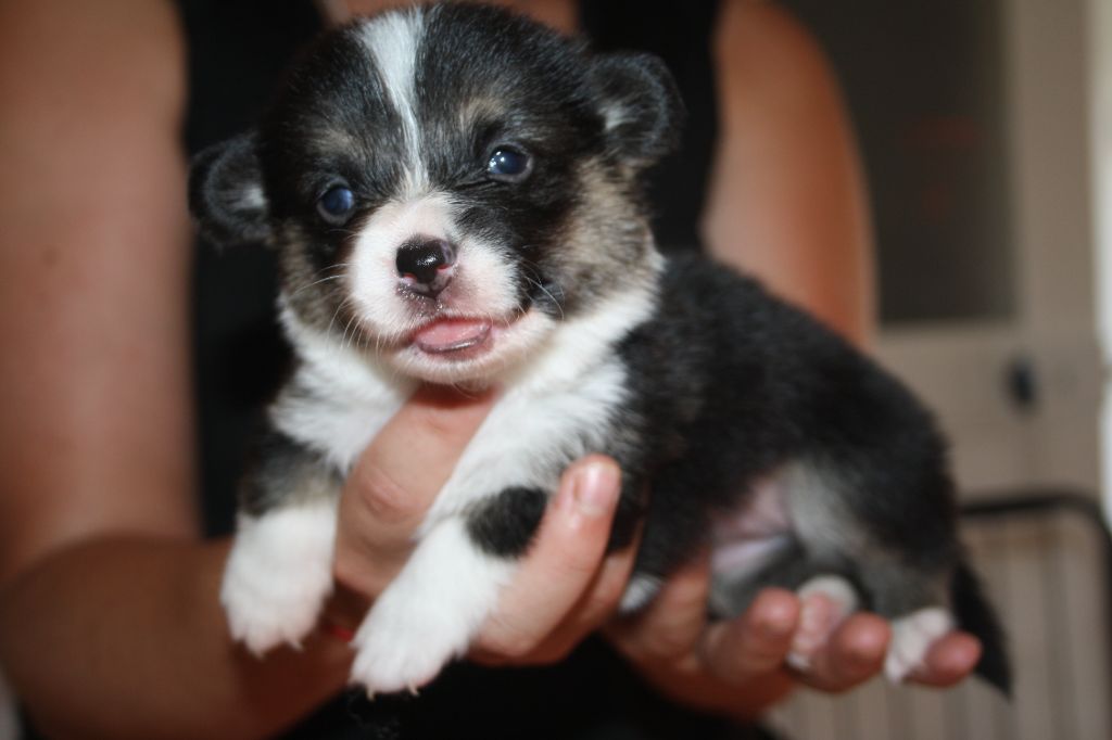 du Pirasset - Chiots disponibles - Welsh Corgi Pembroke