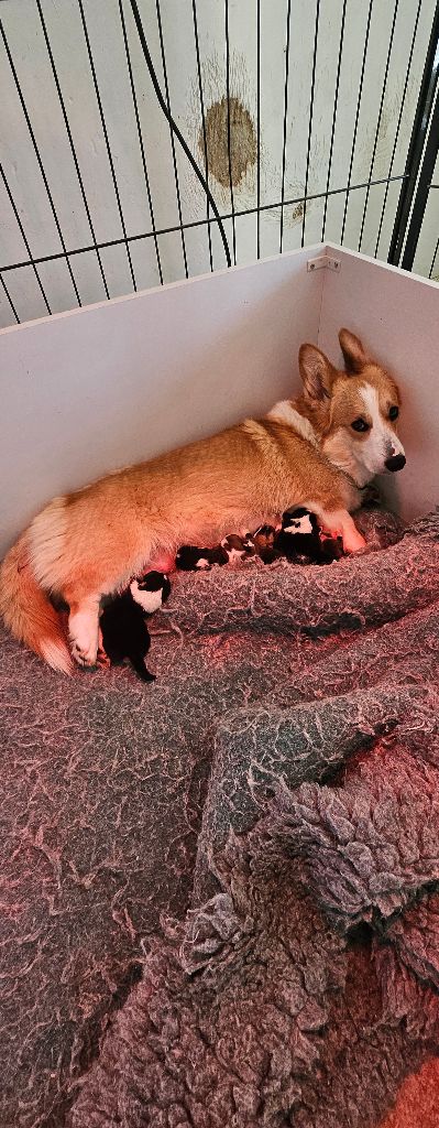 Chiot Welsh Corgi Pembroke du Pirasset