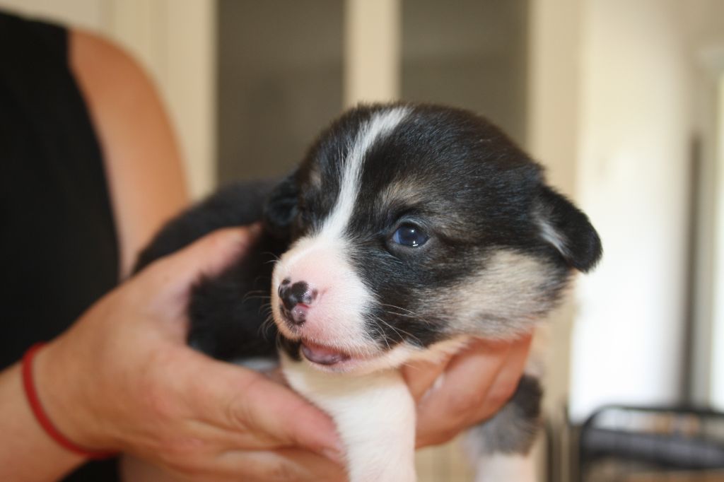 du Pirasset - Chiots disponibles - Welsh Corgi Pembroke